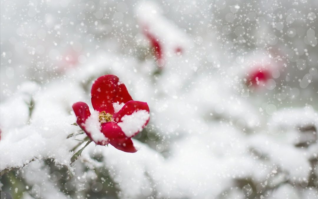 Newsletter – Term 2 (Winter 2019)